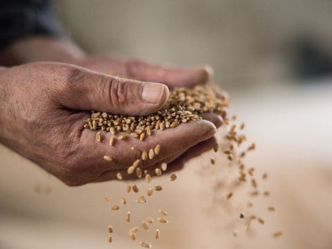 Extreme weather is already wreaking havoc on crops across Asia, southern Europe and the US.