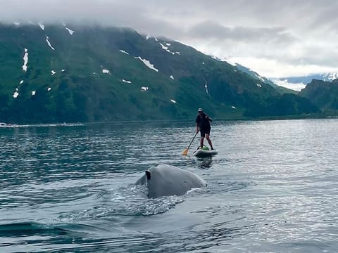 In this photo provided by Brian Williams, a whale approaches his father, Kevin Williams, while he was paddleboarding in Prince William Sound near Whittier, Alaska.  