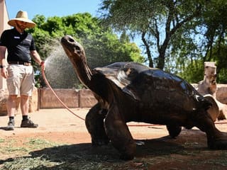 Look: At sweltering Phoenix Zoo, showers for owls and icy treats for monkeys 