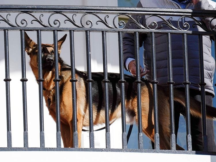 Biden_Dog_43286--437b7-(Read-Only)