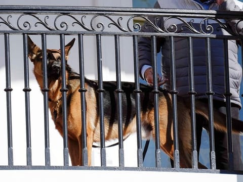 President Joe Biden's dog Commander looks out from the balcony during a pardoning ceremony for the national Thanksgiving turkeys at the White House in Washington, Nov. 21, 2022. 