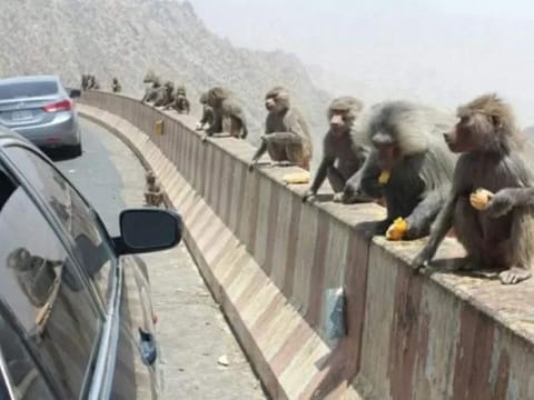  This new fine comes as part of the Kingdom’s efforts to manage the burgeoning baboon population and mitigate the associated environmental impacts.