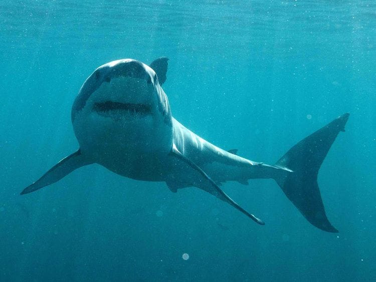 TV_-_Shark_Week_08866--20758-(Read-Only)