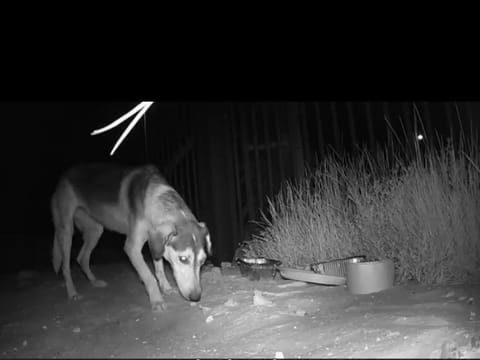 Feeding stations and motion-activated trail cameras were installed in the general area where Aurora was sighted. 