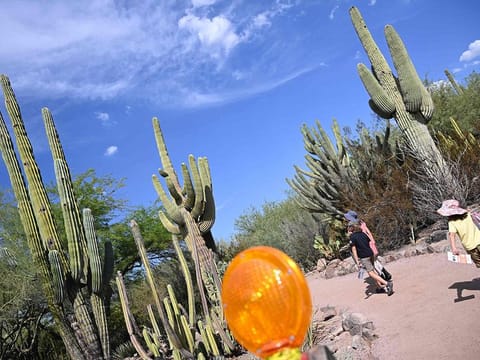 Extreme heat hitting the Phoenix area has been damaging, cactuses, and other desert plants.