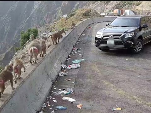  The Saudi National Centre for Wildlife (NCW) has said its surveillance cameras had exposed the citizen’s behaviour that infringed the country’s environment law and regulations.