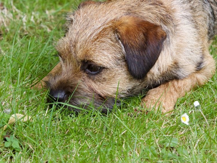 Border Terrier stock