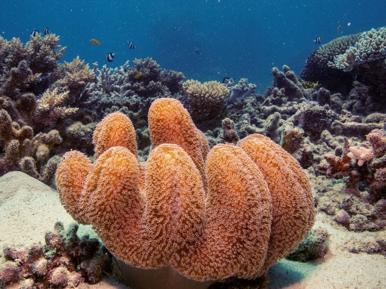 Coral reef