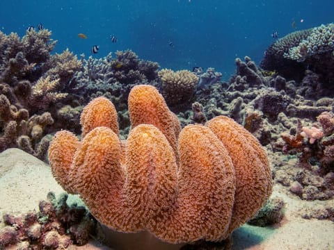 A colony of mushroom leather coral grows on the Great Barrier Reef off the coast of Cairns, Australia, on October 25, 2019. More than a quarter of sea life depends on reefs, and 1 billion humans need them and the creatures they support for food and livelihood. Reefs protect coastal settlements from storms and floods. 