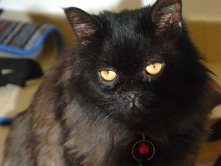 How Midnight, a cat missing for 16 months in Dubai, was reunited with his owners
