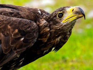 Photos: Scots train ancient dog breed to deter eagle attacks