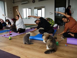 Yoga enthusiasts master the cat pose at kitten yoga session 