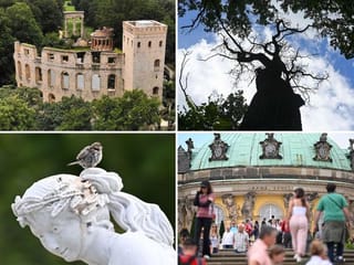 Photos: German drought prompts rethink for ancient palace park trees