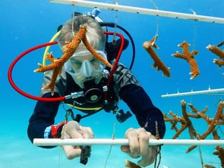 High ocean temperatures are harming the Florida coral reef. Rescue crews are racing to help