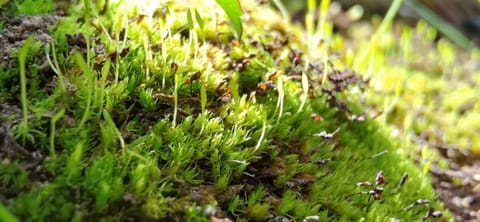 Takakia was one of the first land plants on Earth, and remains vital to our understanding of evolution.Xuedong Li, Capital Normal University Beijing, China