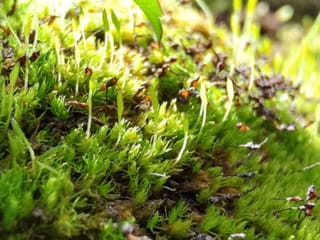 This moss survived 165 million years. Climate change is killing it