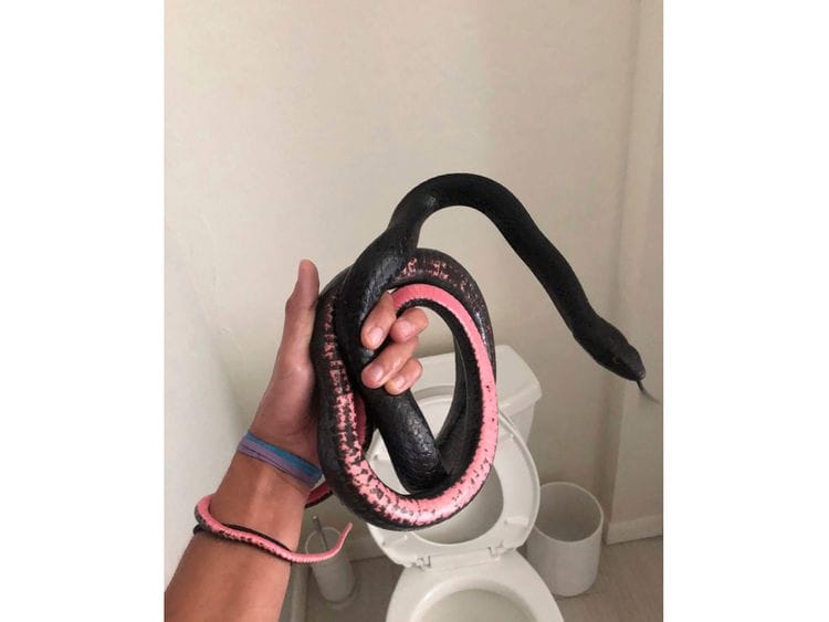 Snake in the drain