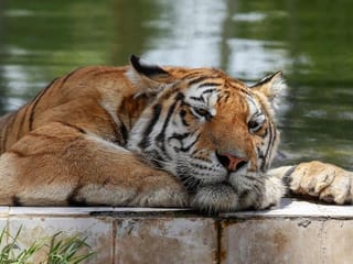 Photos: Baghdad zoo animals suffer as mercury hits 50 degrees