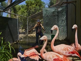 Hollywood’s animal actors are on strike, too. These are their stories.