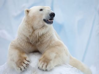 The white bear problem: Suppress a negative thought and it keeps coming back? Here's why