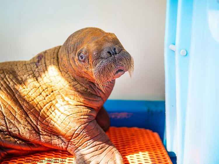 Walrus