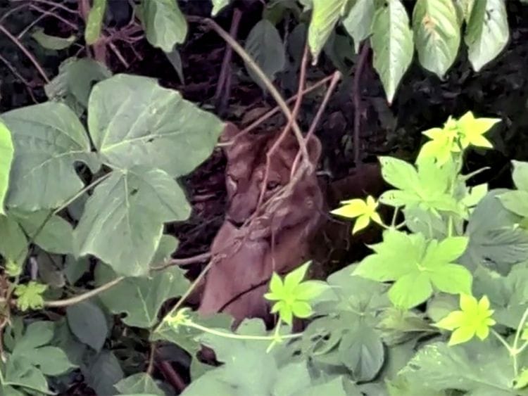 The escaped lioness, named Sasoonee