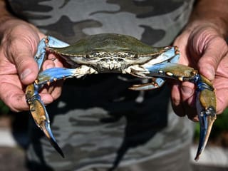 Photos: Italy's clam farmers fear blue crab 'invasion'