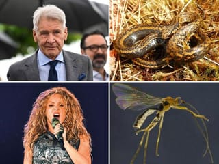 In pictures: Hollywood stars and musicians who have lent their names to the animal kingdom