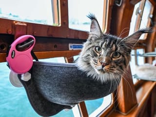 All paws on deck: Pampered felines go for cat-friendly luxury cruise