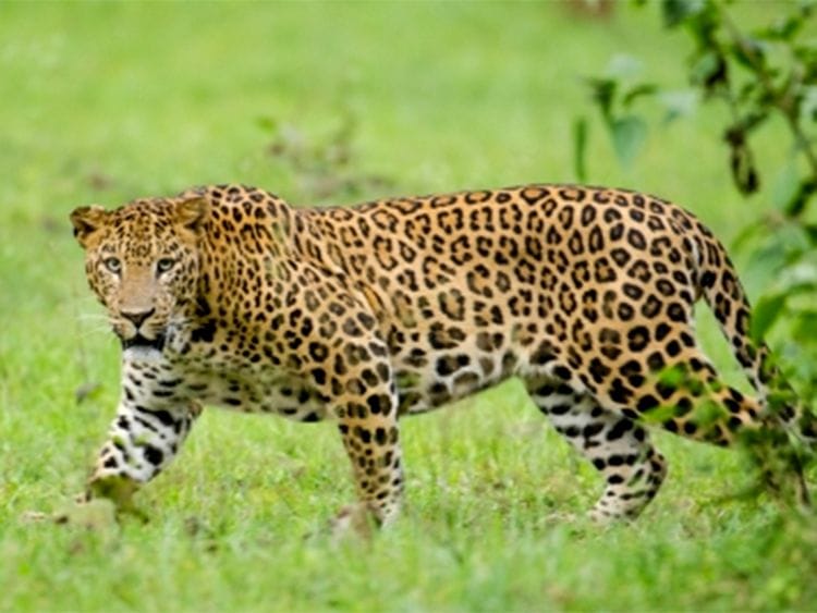 India: Leopard attacks bike rider in Karnataka's Vijayanagara