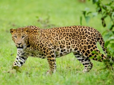 A leopard was also spotted in villages of Hospet taluk of the same district. [Illustrative image] 