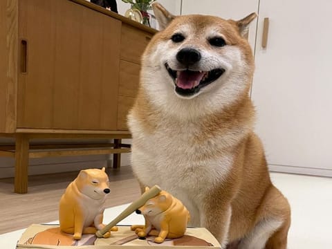 Shiba Inu of the viral 'Cheems' doge meme 