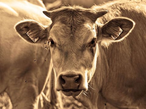 Protestors set fire to shops and houses after man rapes cow in viral video
