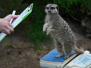 Photos: London Zoo's animals, from tarantulas to tigers, get their annual weigh-in