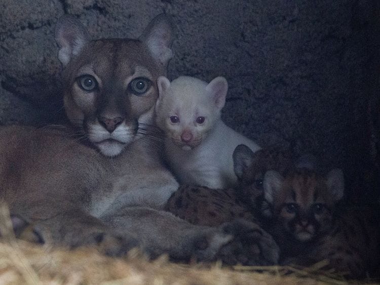 puma cub,