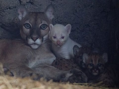 A month-old albino puma cub, born in captivity, is seen along with its mother and other cubs at their enclosure at Thomas Belt zoo, in Juigalpa, Nicaragua. 