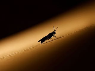 Photos: Fly larvae breeds success for women in Nepal village 