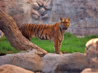 In pictures: Emirates Park Zoo in Abu Dhabi