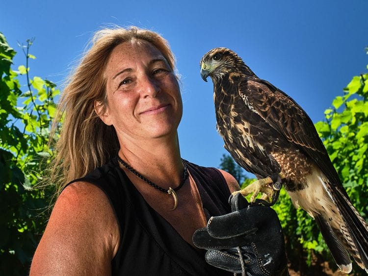 falconer