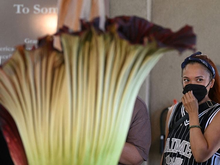20230829 corpse flower