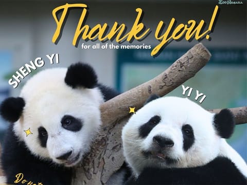  The female pandas are the offspring of Xing Xing and Liang Liang, animals China loaned to Malaysia in 2014 for a decade to celebrate 40 years of diplomatic relations.