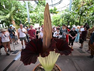 Photos: Curious visitors flock to corpse flower's stinky bloom