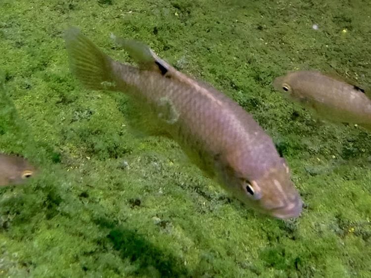 Paratilapia Polleni