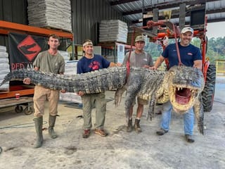 US: Record 14-foot monster alligator caught in Mississippi: ‘It was pandemonium’