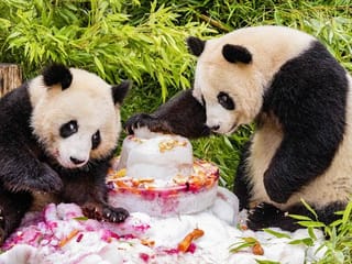 Photos: Germany-born pandas celebrate their 4th birthday ahead of expected trip to China