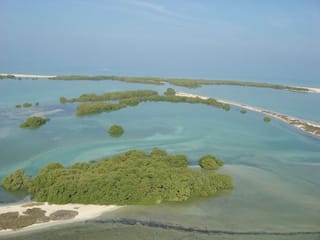 Mangrove planting via drone: UAE initiative to plant 10 trees for each visitor to COP28
