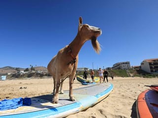 Goat vibrations: Animals teach surfers in California