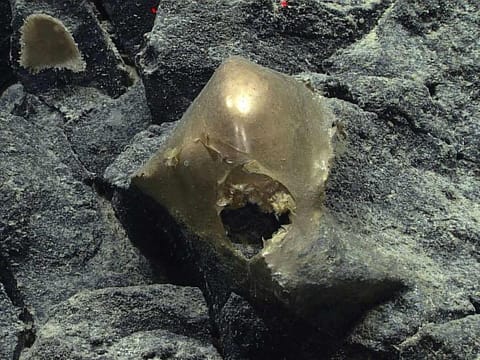 This August 30, 2023, image courtesy of NOAA Ocean Exploration, Seascape Alaska, shows an  unidentified specimen on a rocky outcropping at a depth of about 3,300 meters (2 miles) in the Gulf of Alaska. 