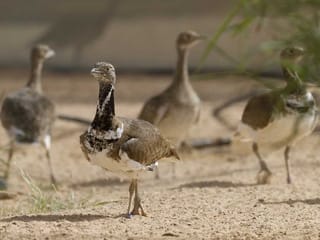 UAE: Soon, a robot houbara will study the bird up close
