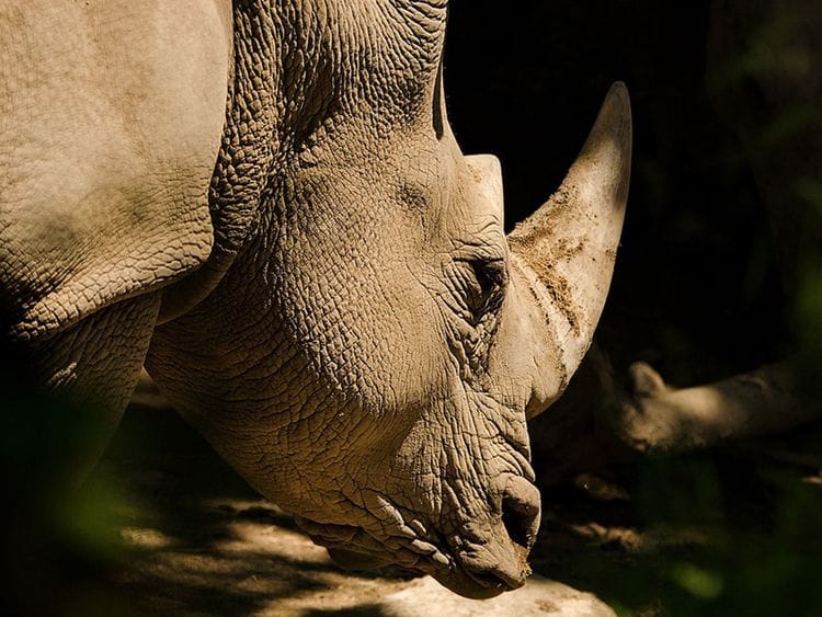 20230912 rhinoceros